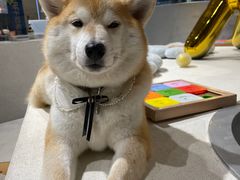 -柴务处·柴犬主题狗咖