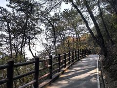 -羚羊峡古栈道森林公园