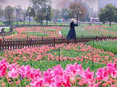 -荷兰花海