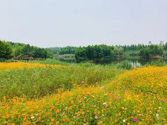 -杭州湾海上花田景区