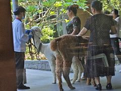 -南宁荔园维景国际酒店·荔园中餐厅