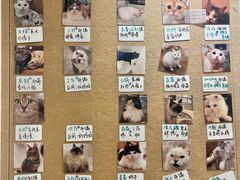 -楼上猫咖(罗湖店)