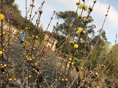 -三圣花乡旅游区