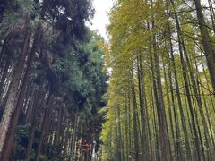 -山王坪喀斯特国家生态公园