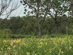 -大湾区中央湿地公园