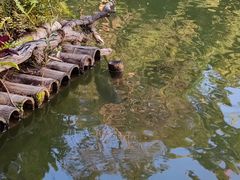 -深圳仙湖植物园