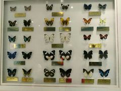 -上海昆虫博物馆