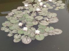 android_upload_pic-文瀛公园