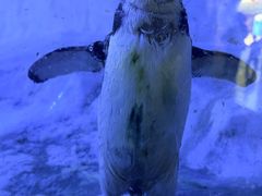 -海合安成都极地海洋公园