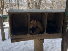 -宫城藏王狐狸村