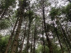 -重庆睡佛山森林公园