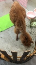 -Moni星球萌宠·小马宝莉·灵蛇·高端高阶全萌宠互动体验俱乐部(红豆国际广场店)