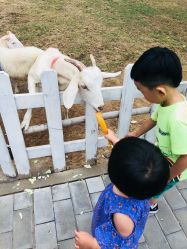 -上美四季动物农场
