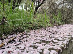 -求雨山文化公园