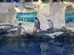 -华夏文旅海洋公园