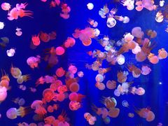 -成都浩海立方海洋公园