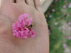 -武汉紫薇都市田园