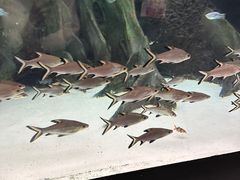 -上海大自然野生昆虫馆(东方明珠·爬宠昆虫探索中心)
