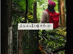 -天目山大树王景区