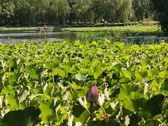 -莲花池公园