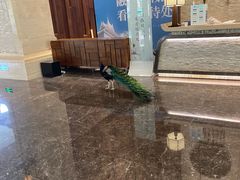-西双版纳融创皇冠假日度假酒店