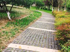 -昆山城市生态森林公园