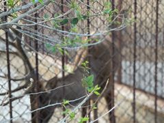 -新疆天山野生动物园