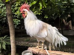 -呀路古热带植物园