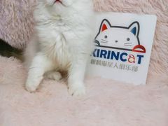 -十年猫舍·猫咪专门店(普陀店)
