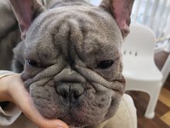 -柯斗斗主题餐厅·狗咖·围炉煮茶·茶饮(国瑞升平里店)