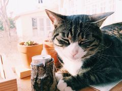 iphone_upload_pic-海边的猫和咖啡馆