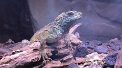 -Zoolung Zoolung动物主题公园(海信广场店)