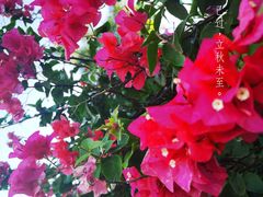 -黄金海岸环岛路