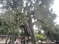 -黄帝陵