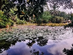 -中国科学院西双版纳热带植物园
