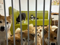 -是阿柴呀！柴犬咖啡·爱喵喵猫咖