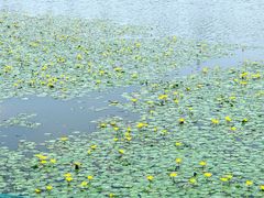 -杭州湾海上花田景区