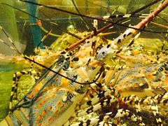 -Isla Sugbu Seafood City