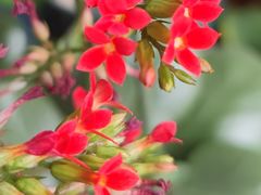 -昆明国际花卉拍卖交易中心