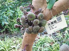 -呀路古热带植物园
