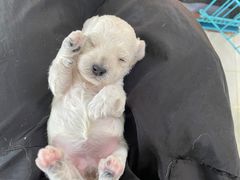 -博特宠物医院24h犬猫全科.骨科·异宠
