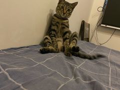 -高德24h动物医院