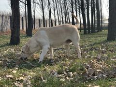 -万源龙顺度假庄园生态观光园