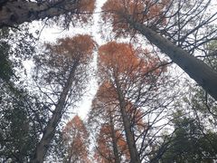 -同里国家湿地公园