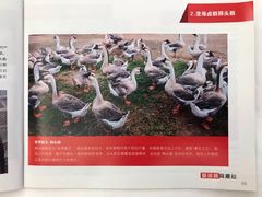 -日日香卤鹅饭店·澄海狮头鹅(澄海店)
