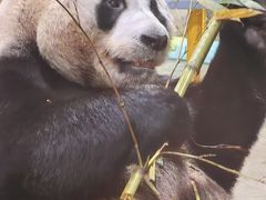 -栾川竹海野生动物园