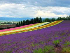-富田农场