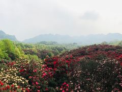 -贵州百里杜鹃风景名胜区