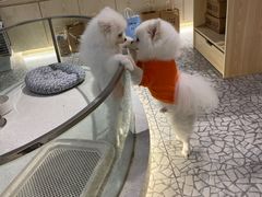 -momokira米努特·德文卷毛猫·棉花面纱犬