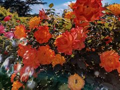 -国家植物园南园